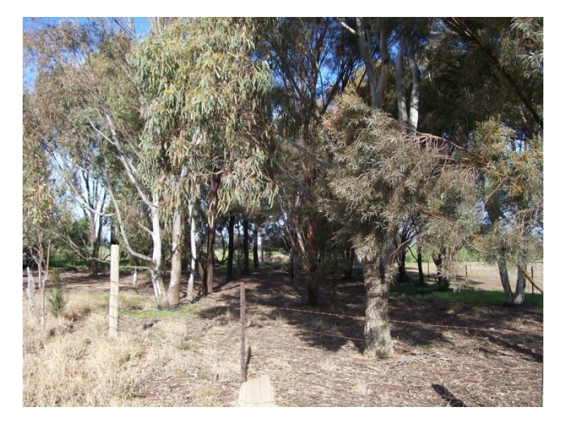 Lot 106 NUNGUNIA ST, Berrigan NSW 2712