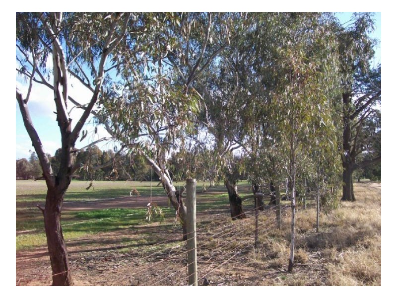 Lot 106 NUNGUNIA ST, Berrigan NSW 2712