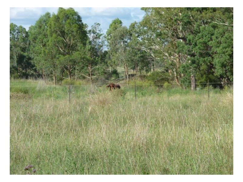 STRATHMORE – Currabubula, Tamworth NSW 2340