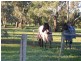 40 Racecourse Rd, Berrigan NSW 2712