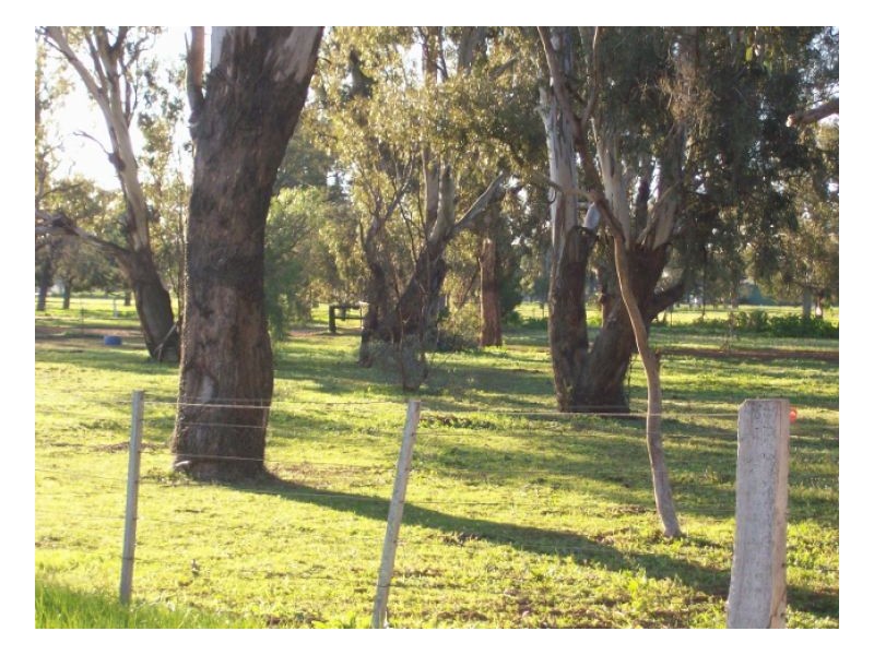 40 Racecourse Rd, Berrigan NSW 2712