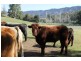 WYUNA, Tamworth NSW 2340
