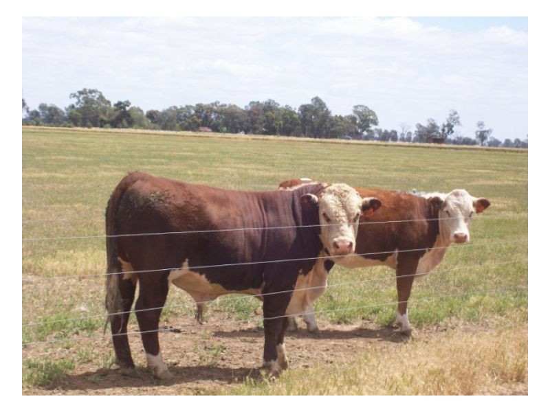 GLENTREVOR, Berrigan NSW 2712