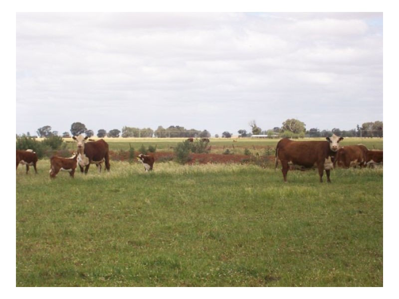 GLENTREVOR, Berrigan NSW 2712