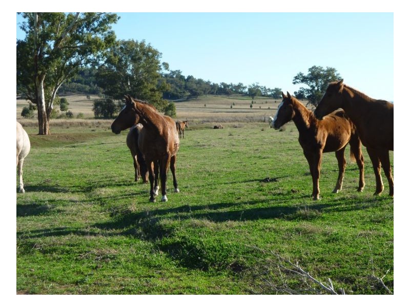TEXOMA – Attunga, Tamworth NSW 2340