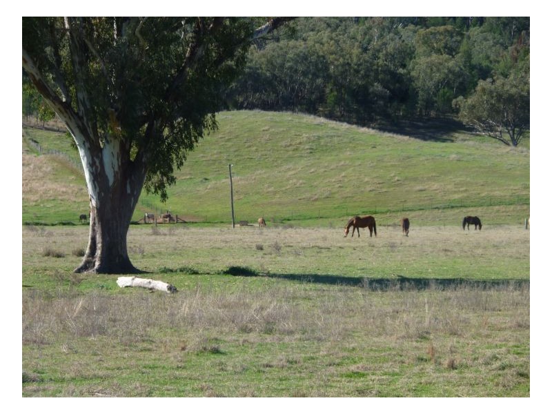 TEXOMA – Attunga, Tamworth NSW 2340