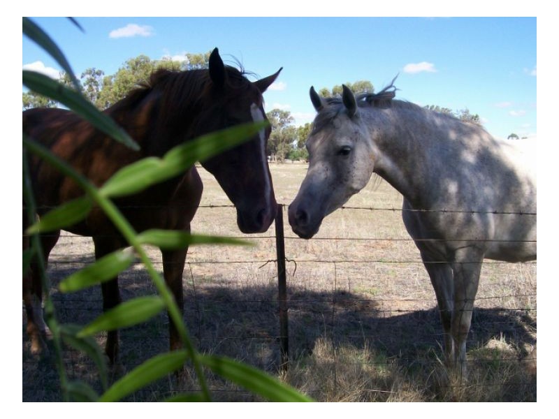 114-119 Woodstock Rd, Berrigan NSW 2712