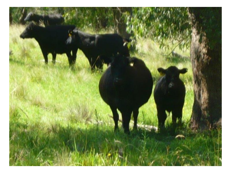 KARINYA VALE – Nowendoc, Tamworth NSW 2340