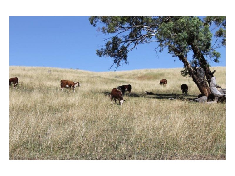 WYALLIA – Garoo District, Tamworth NSW 2340