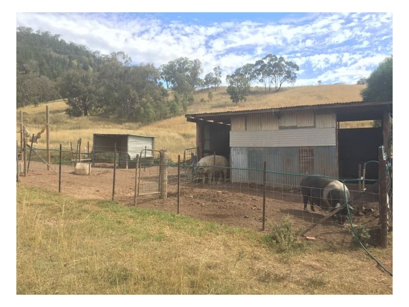 Smokey Bacon – Halls Creek, Tamworth NSW 2340