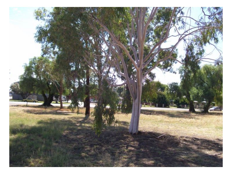 lots 13-14 Chanter St, Berrigan NSW 2712