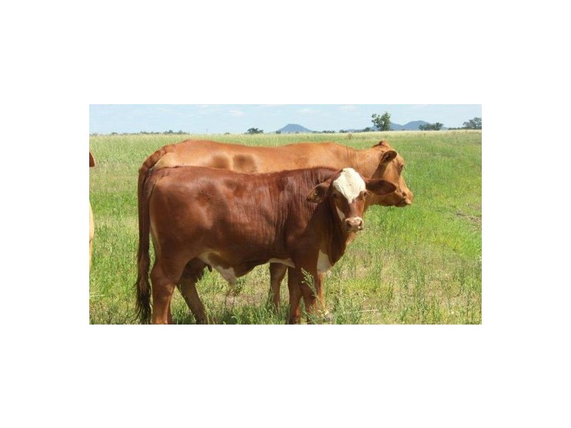 150 Treloar Road, Tambar Springs NSW 2381