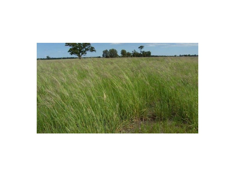 150 Treloar Road, Tambar Springs NSW 2381