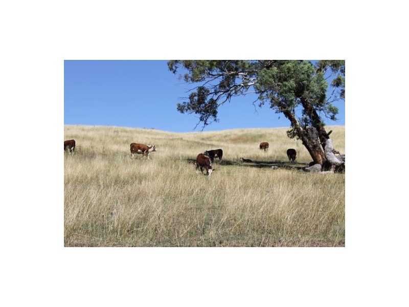 1311 Old Wallabadah Road, Crawney NSW 2338