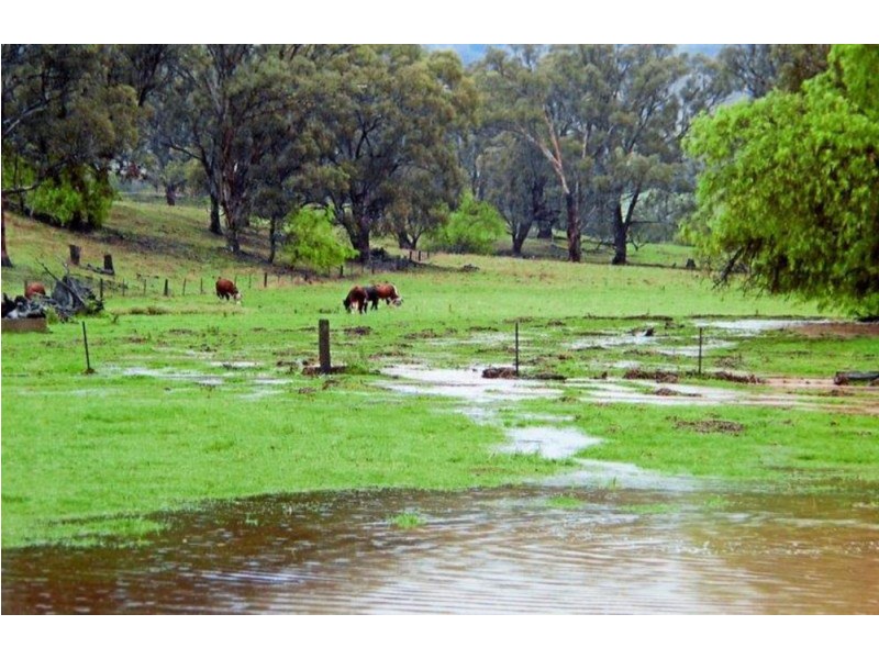 1311 Old Wallabadah Road,, Crawney NSW 2338