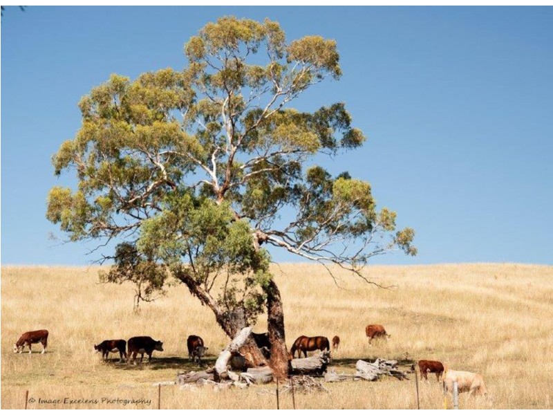 1311 Old Wallabadah Road,, Crawney NSW 2338