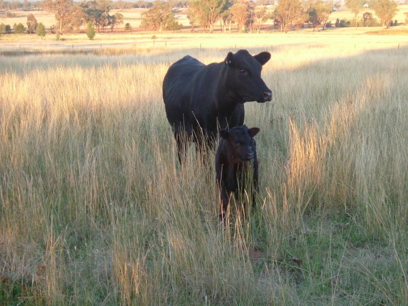 BELMONT, Tamworth NSW 2340