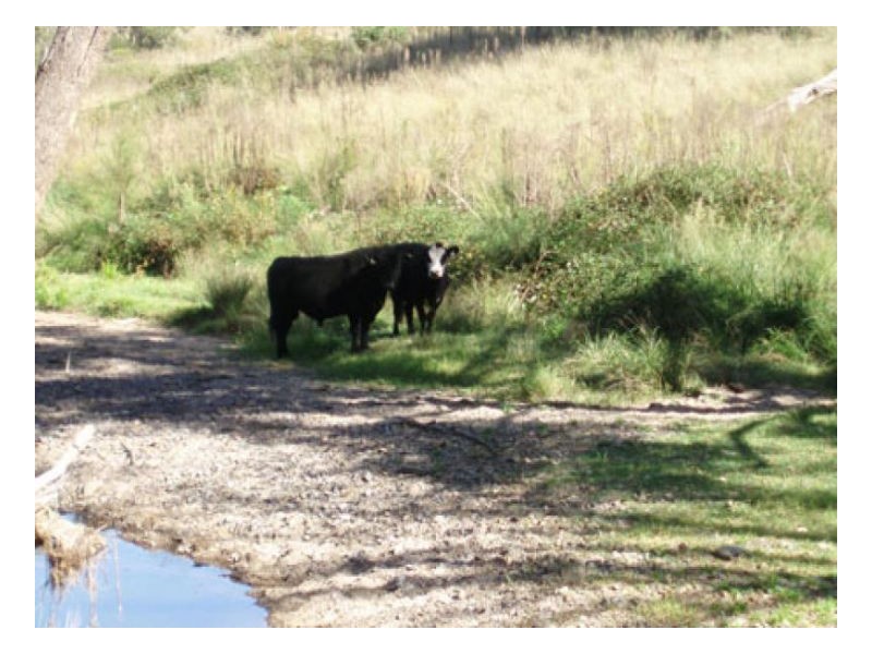 CRYSTALBROOK, Tamworth NSW 2340