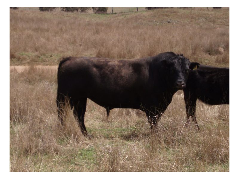 ECHO HILLS, Dungowan NSW 2340