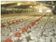 WALLAMORE CHICKEN FARM, Tamworth NSW 2340