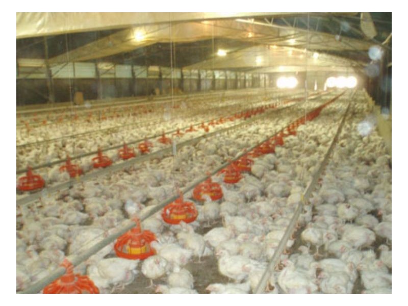 WALLAMORE CHICKEN FARM, Tamworth NSW 2340