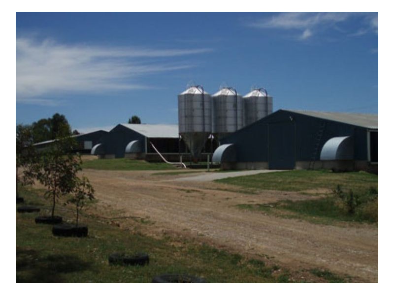 WALLAMORE CHICKEN FARM, Tamworth NSW 2340