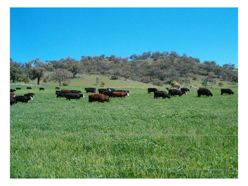 STRONGHURST, Tamworth NSW 2340