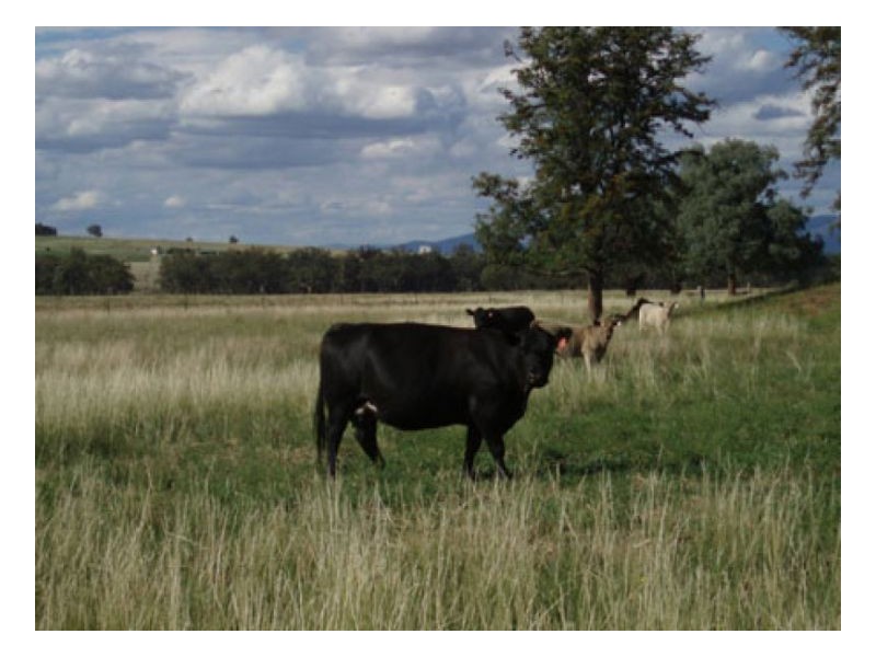 PHILLIP LANE, Tamworth NSW 2340