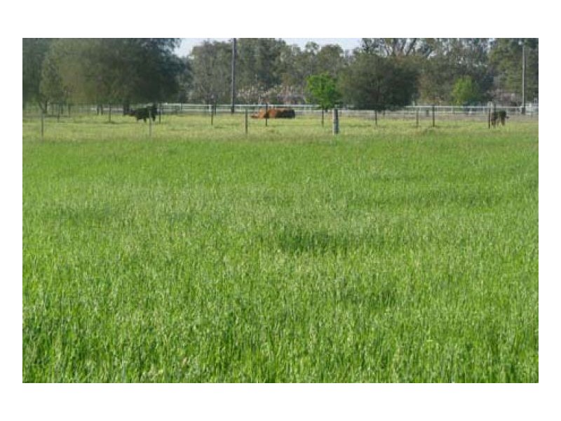 BRONZEWOOD, Tamworth NSW 2340