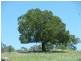 WESTEND – Wallabadah, Tamworth NSW 2340