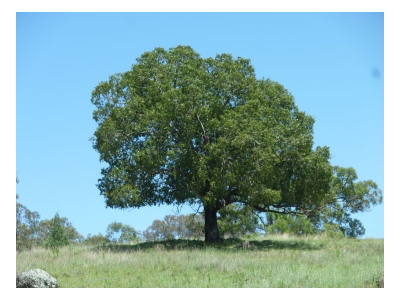 WESTEND – Wallabadah, Tamworth NSW 2340