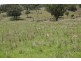 EL COSTA GROVE, Currabubula NSW 2342