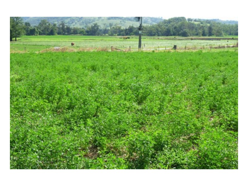 BLACKWATCH GALLAWAY STUD, Tamworth NSW 2340