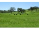 BLACKWATCH GALLAWAY STUD, Tamworth NSW 2340