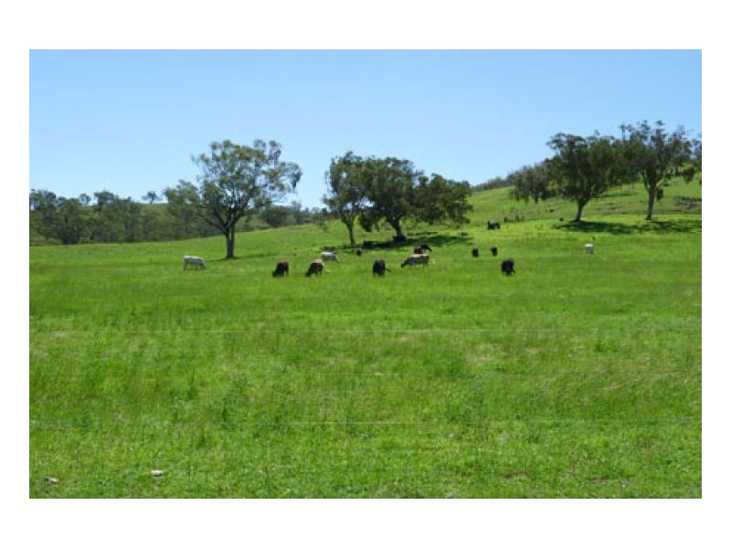 BLACKWATCH GALLAWAY STUD, Tamworth NSW 2340