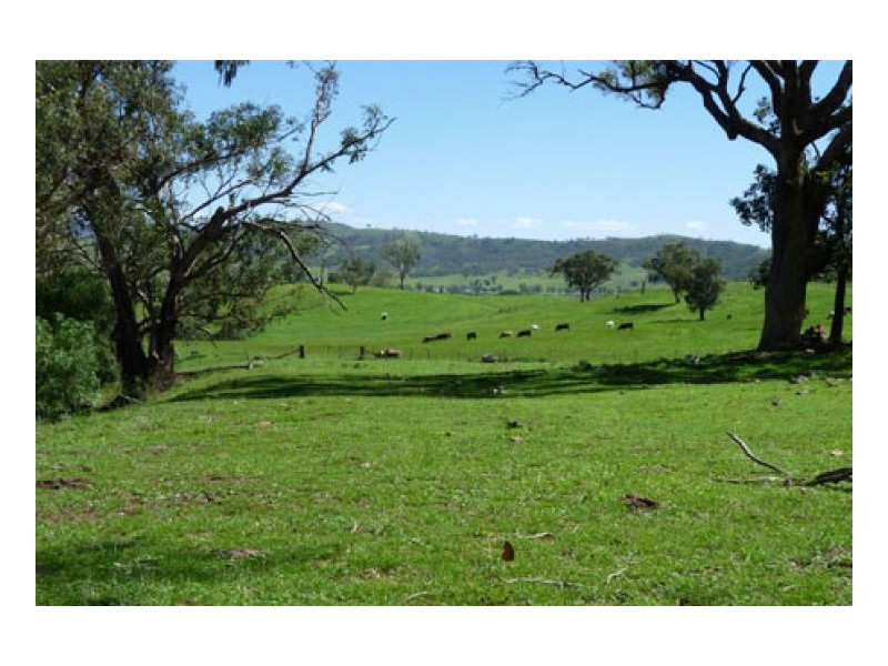 BLACKWATCH GALLAWAY STUD, Tamworth NSW 2340