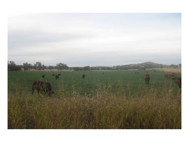 BILOELA, Tamworth NSW 2340