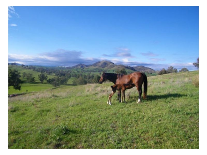 WAVERLEY, Tamworth NSW 2340