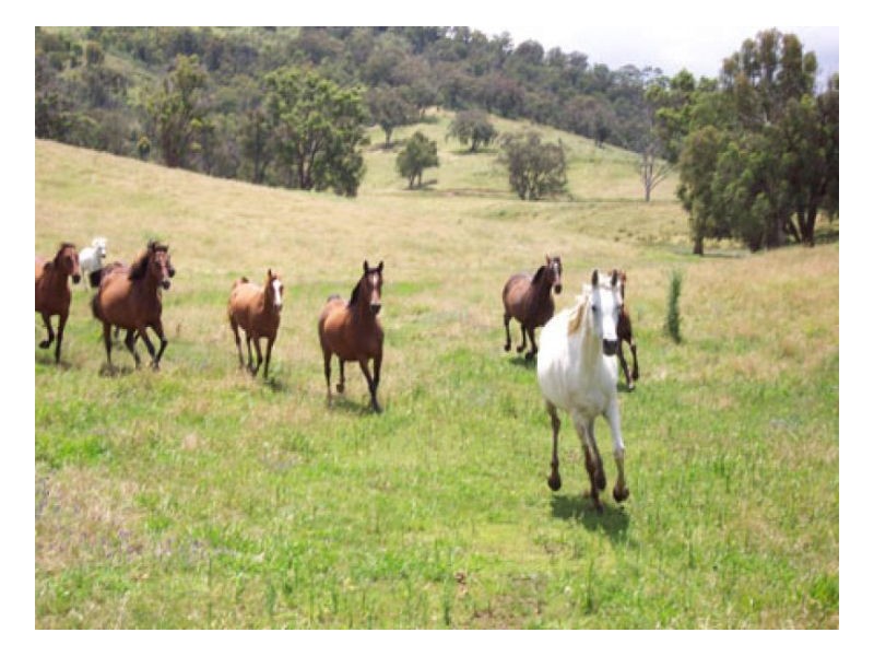 WAVERLEY, Tamworth NSW 2340