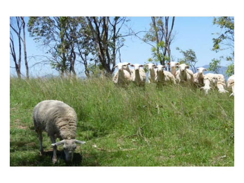 LOMBARDY, Tamworth NSW 2340