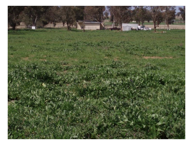 WIRUNA, Tamworth NSW 2340