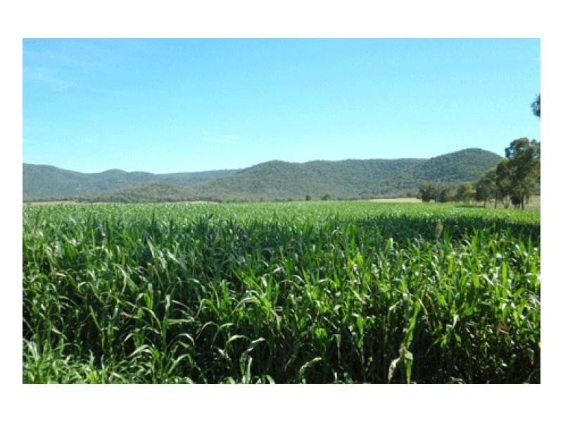 271 LANGENS LANE – Moore Creek, Tamworth NSW 2340