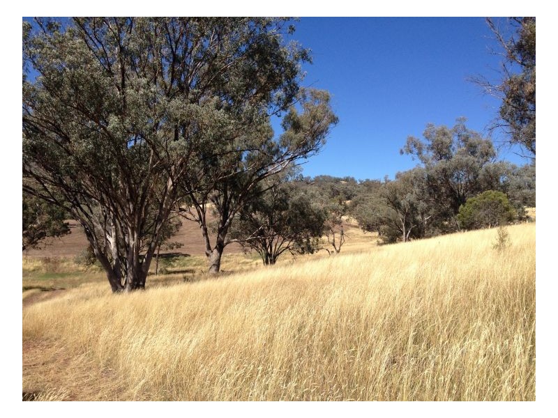 MYALLAWA – Currabubula, Tamworth NSW 2340