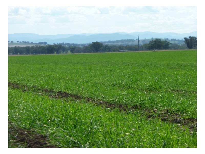 KARRARA-LEA – Gowrie, Tamworth NSW 2340