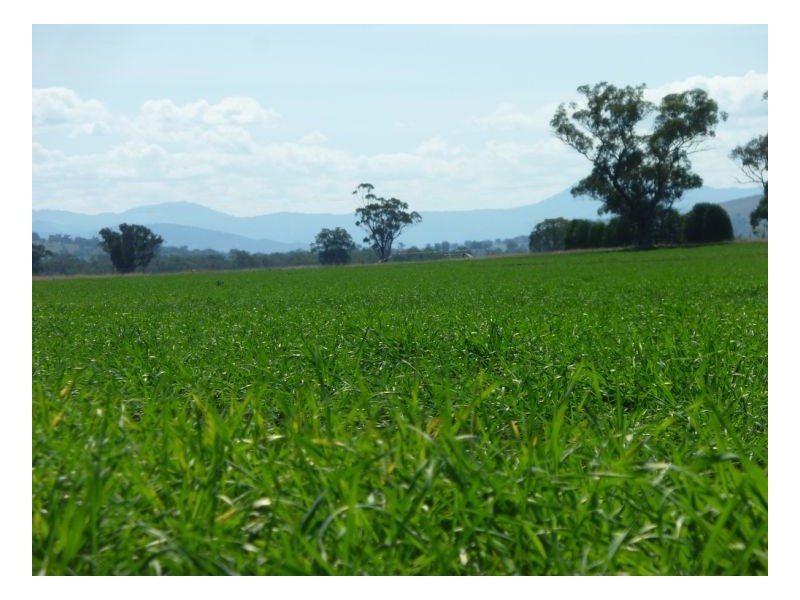 KARRARA-LEA – Gowrie, Tamworth NSW 2340