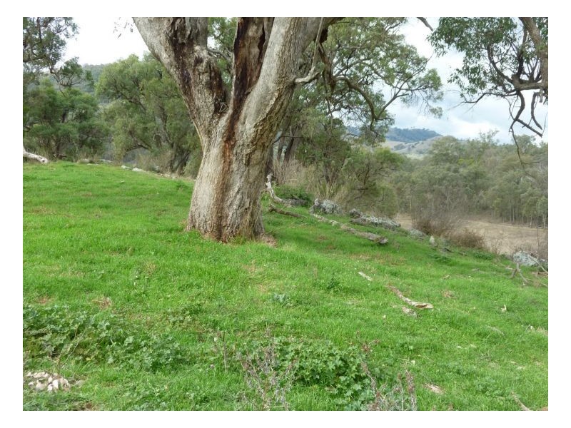 DAROO, Tamworth NSW 2340