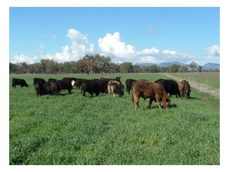 KARLOO PARK, Tamworth NSW 2340