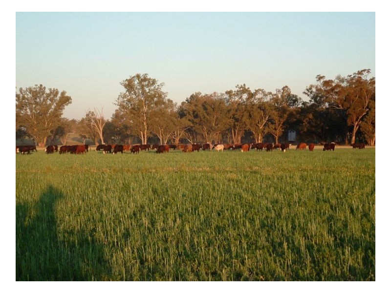 KARLOO PARK, Tamworth NSW 2340