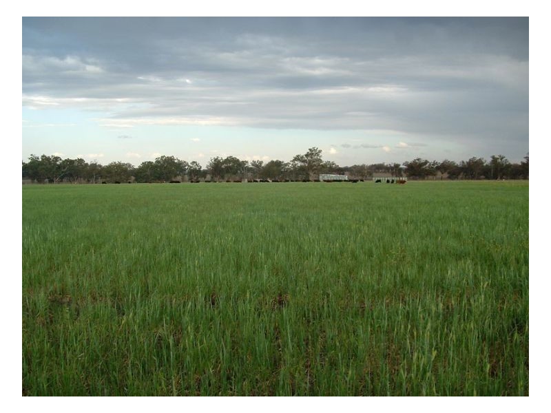 KARLOO PARK, Tamworth NSW 2340