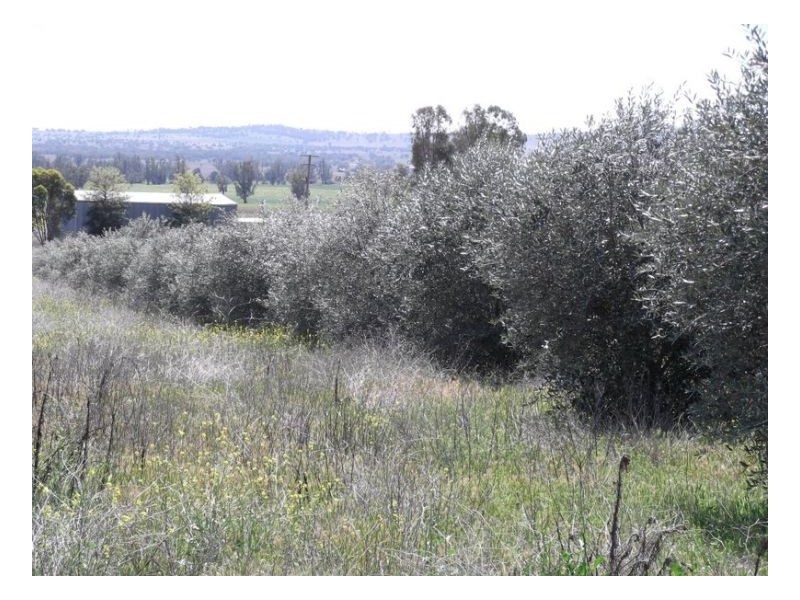 KILMERSTON, Somerton NSW 2340